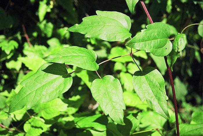 Clematis vitalba (2)